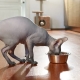 Tippek a szfinx macskák ételeinek kiválasztásához