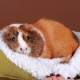 List of names for guinea pigs