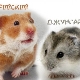Comparação de hamsters dzungarianos e sírios