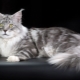 Vergelijking van Maine Coon met gewone katten