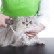 Hajvágású macskák: jellemzők és ajánlások