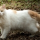 Turkish van: a description of the breed of cats, keeping and breeding