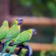Mellemstore papegøjer og deres indhold