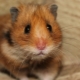 Alt hvad du behøver at vide om hamstere