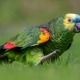 Everything you need to know about Amazons parrots