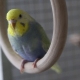 Tot ce trebuie să știți despre papagalii ondulari curcubeu