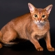 Everything you need to know about Abyssinian cats and cats