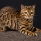 All about Bengal cats and cats