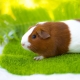 All about guinea pigs: what do they look like, where do they live and how to contain them?