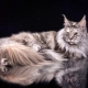 All about marble Maine Coons