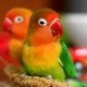 Alt om papegøjer lovebirds