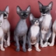 All about the Sphynx cat breed