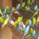 Tutto sui pappagalli riproduttori