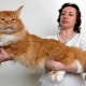 All about red Maine Coons