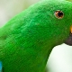 Yeşil papağan hakkında