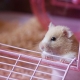 Hamster için bir dolgu maddesi seçmek