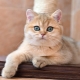 Zlatá britská činčila: popis koček, povaha a pravidla péče