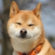 Akita Inu: breed description, character and cultivation