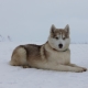 Alaskan Husky: eigenaardigheden van het ras en de teelt