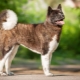American Akita: description and content of the breed