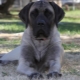 American Mastiff: breed description and dog care