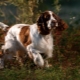 English Springer Spaniel: Characteristics of the Breed and Cultivation