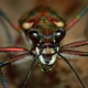 Arachnofobija: simptomai ir gydymo priemonės