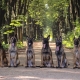 Perro de pastor belga: características, tipos y contenido
