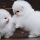 Spitz bianco Pomeranian: descrizione, carattere e cura