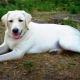 White Labrador: description, content and list of names