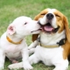 Beagle och Jack Russell Terrier: Jämförelse av stenar