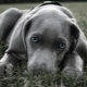 Store glatthårede hunder: Beskrivelse av raser og egenskaper av omsorg