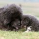 Grote donzige honden: kenmerken, variëteiten, selectie en verzorging