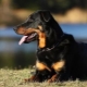 Beauceron: description of dogs and content