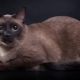 חתולים בורמזים: תיאור גזע, מגוון צבעים וכללי שמירה