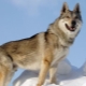 Csehszlovák farkas kutya: eredet története, jellegének és tartalmának jellemzői