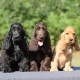 How does an American Cocker Spaniel differ from English?