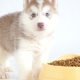 How and how to feed the husky puppies?