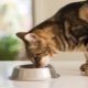 Mi a táplálék a szokásosnál eltérő sterilizált macskák számára?