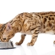 Mitä ruokkia Bengalin kissanpentu ja aikuinen kissa?