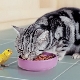 Mit kell etetni egy skót egyenes macska?