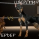 What is the difference between pinscher and toy terrier?