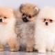 What is the difference between German Spitz and Pomeranian?