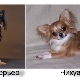 How is a toy terrier different from a chihuahua and who is better to choose?