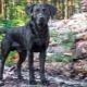 Labrador neri: descrizione, carattere, contenuto e lista di nomi