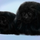 Black Pekingese: kleur en verzorging