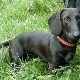 Black dachshunds: character, rules of keeping and breeding
