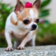 Chihuahua: mô tả, loài giống, thiên nhiên và nội dung