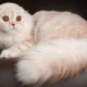 Hosszú hajú skót macskák: a tartalom típusa és jellemzői