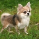Dlouhosrstý Chihuahua: barevné možnosti, charakter, pravidla péče